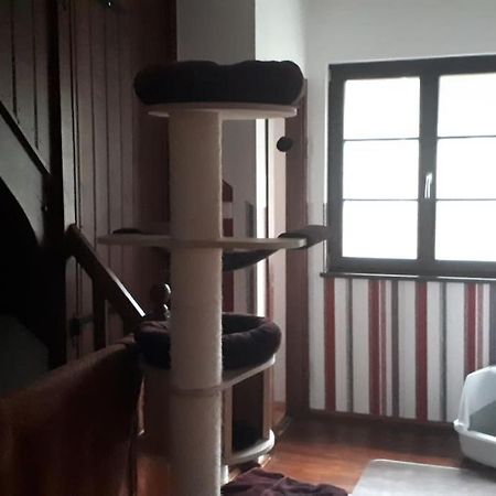 Private Room In Our Home With Free Vvo Ticket & Cats Pirna Extérieur photo