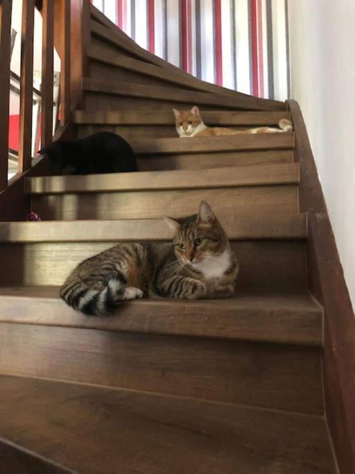 Private Room In Our Home With Free Vvo Ticket & Cats Pirna Extérieur photo