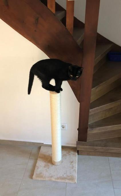 Private Room In Our Home With Free Vvo Ticket & Cats Pirna Extérieur photo